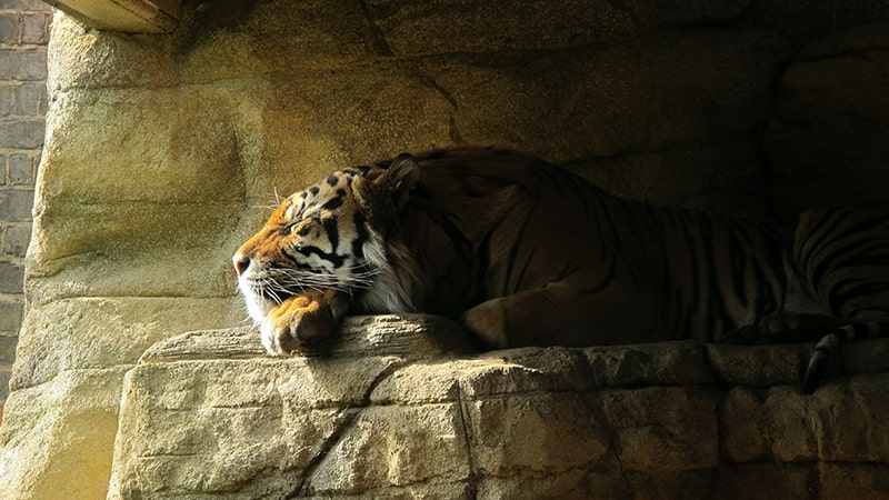 Legenda 7 Manusia Harimau - Tidur di Gua