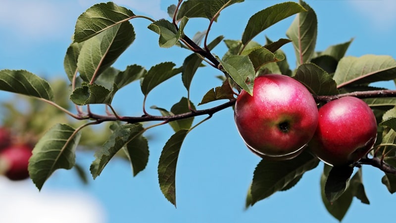 Kisah Pohon Apel - Buah Apel