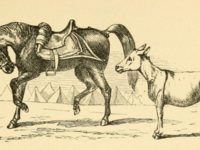 Dongeng Kuda dan Keledai - Kuda dan Keledai