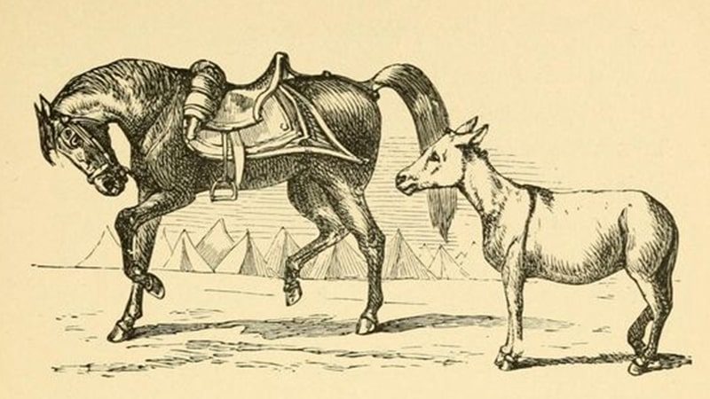 Dongeng Kuda dan Keledai - Kuda dan Keledai