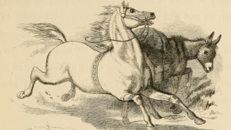 Dongeng Kuda dan Keledai - Kuda dan Keledai Berlari