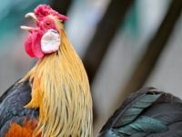 Cerita Dongeng Ayam Jago Baru - Ayam Berkokok