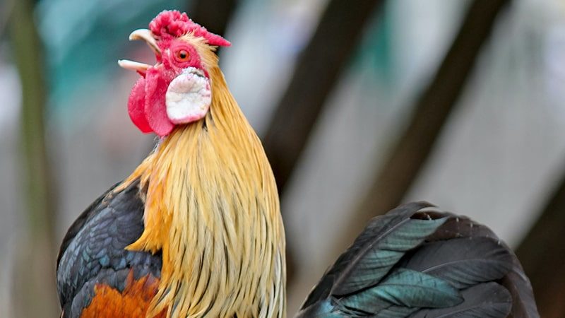 Cerita Dongeng Ayam Jago Baru - Ayam Berkokok