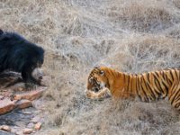 Dongeng Beruang dan Harimau - Beruang dan Harimau