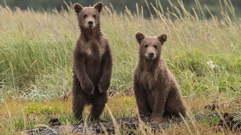 Dongeng Beruang dan Harimau - Orang Tua Beruang