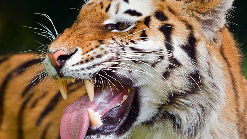 Dongeng Beruang dan Harimau - Harimau Membuka Mulut