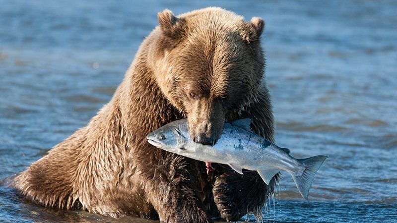 Dongeng Beruang dan Ikan - Beruang Memakan Ikan