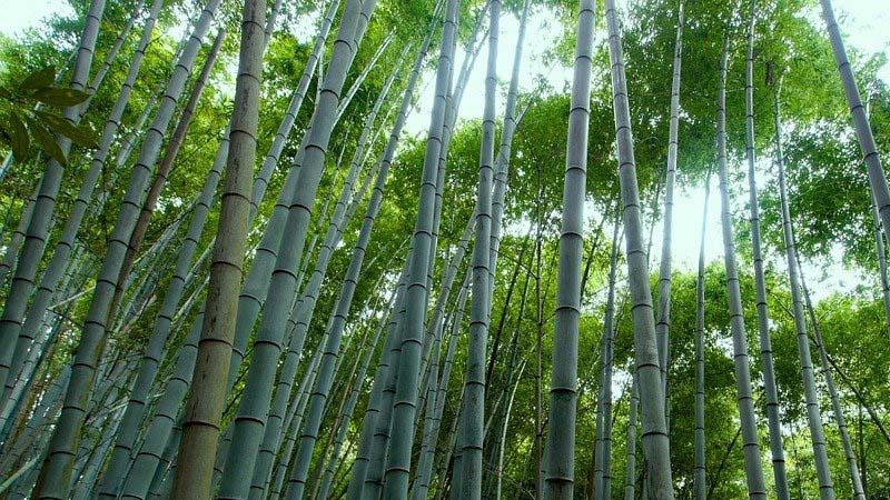 Legenda Putri Kaguya - Bambu
