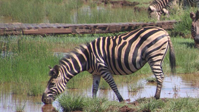 Dongeng Singa dan Zebra - Zebra Minum