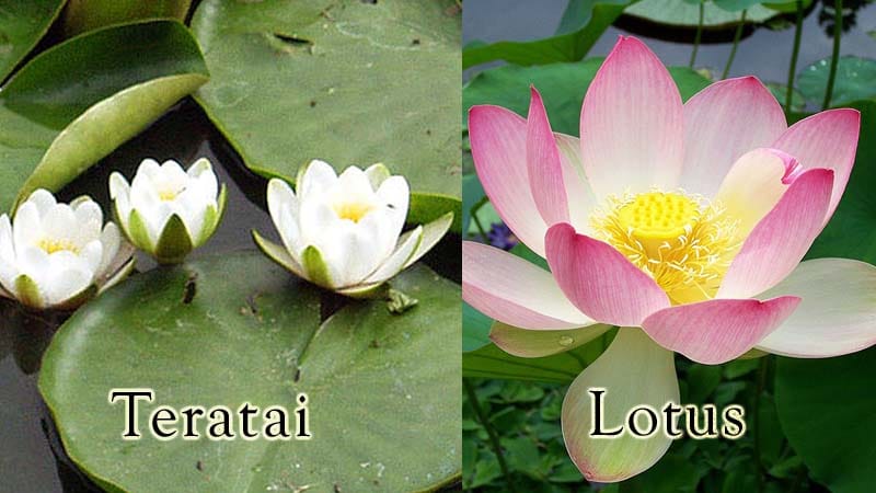 Asal Usul Bunga Teratai - Perbedaan Lotus dan Teratai