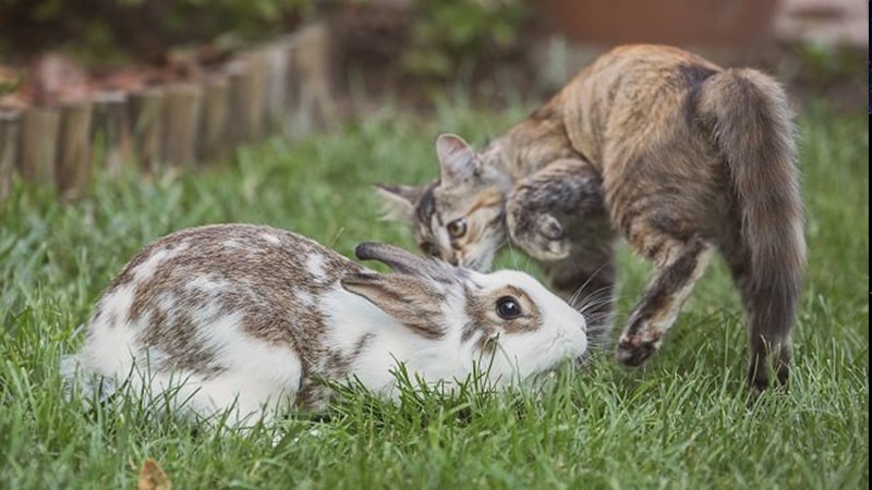 Dongeng Kucing dan Kelinci - Kucing Mengendus Kelinci