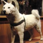 Cerita Anjing Hachiko - Patung Hachiko