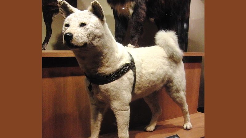 Cerita Anjing Hachiko - Patung Hachiko
